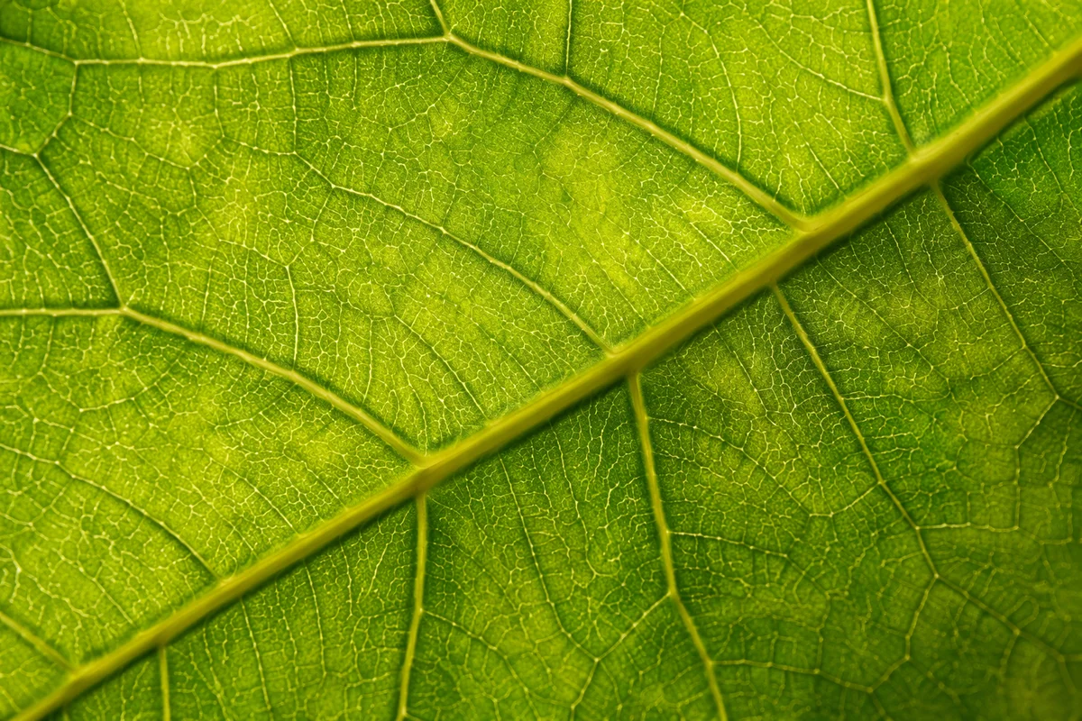 Fresh Green Leaf Veins Macro Texture