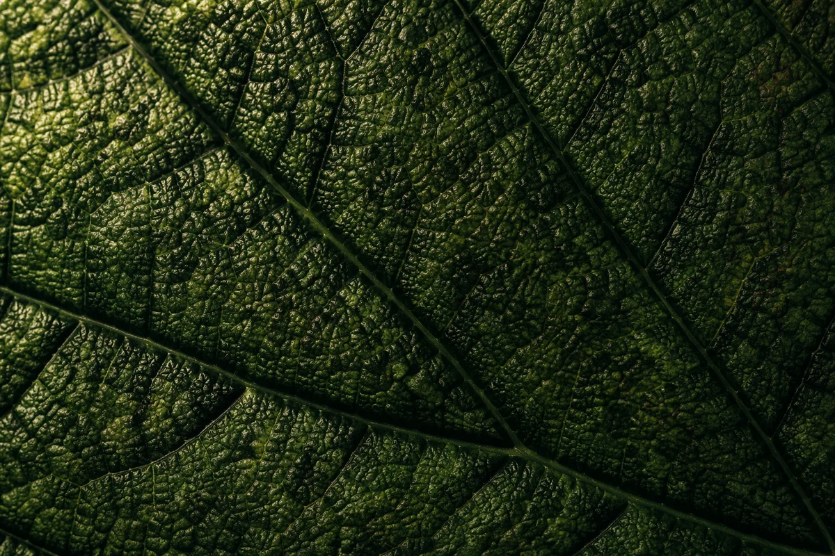 Green Leaf Vein Macro Texture Background