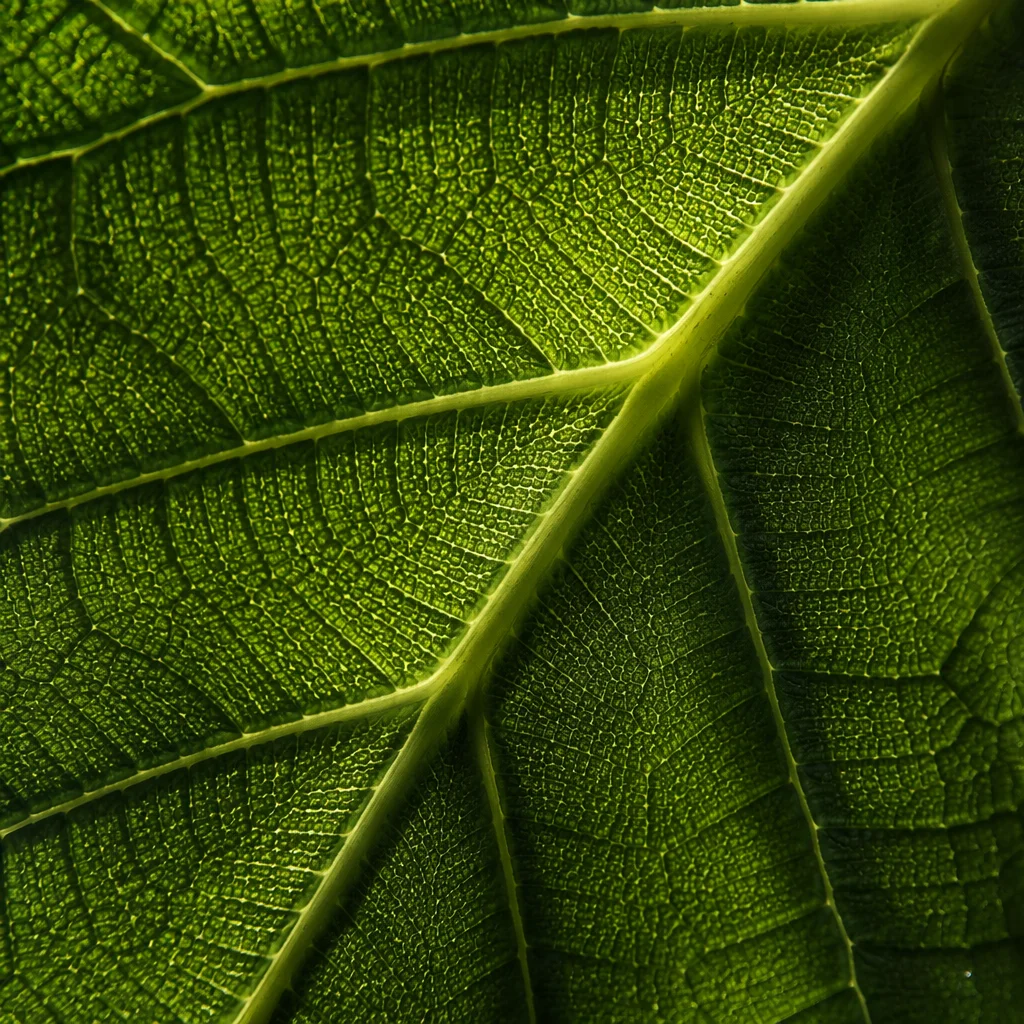 Macro Green Leaf Veins Natural Texture