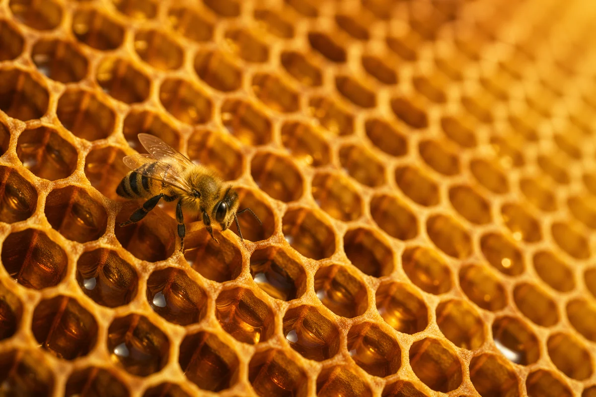 Golden Honeycomb Texture with Detailed Bee