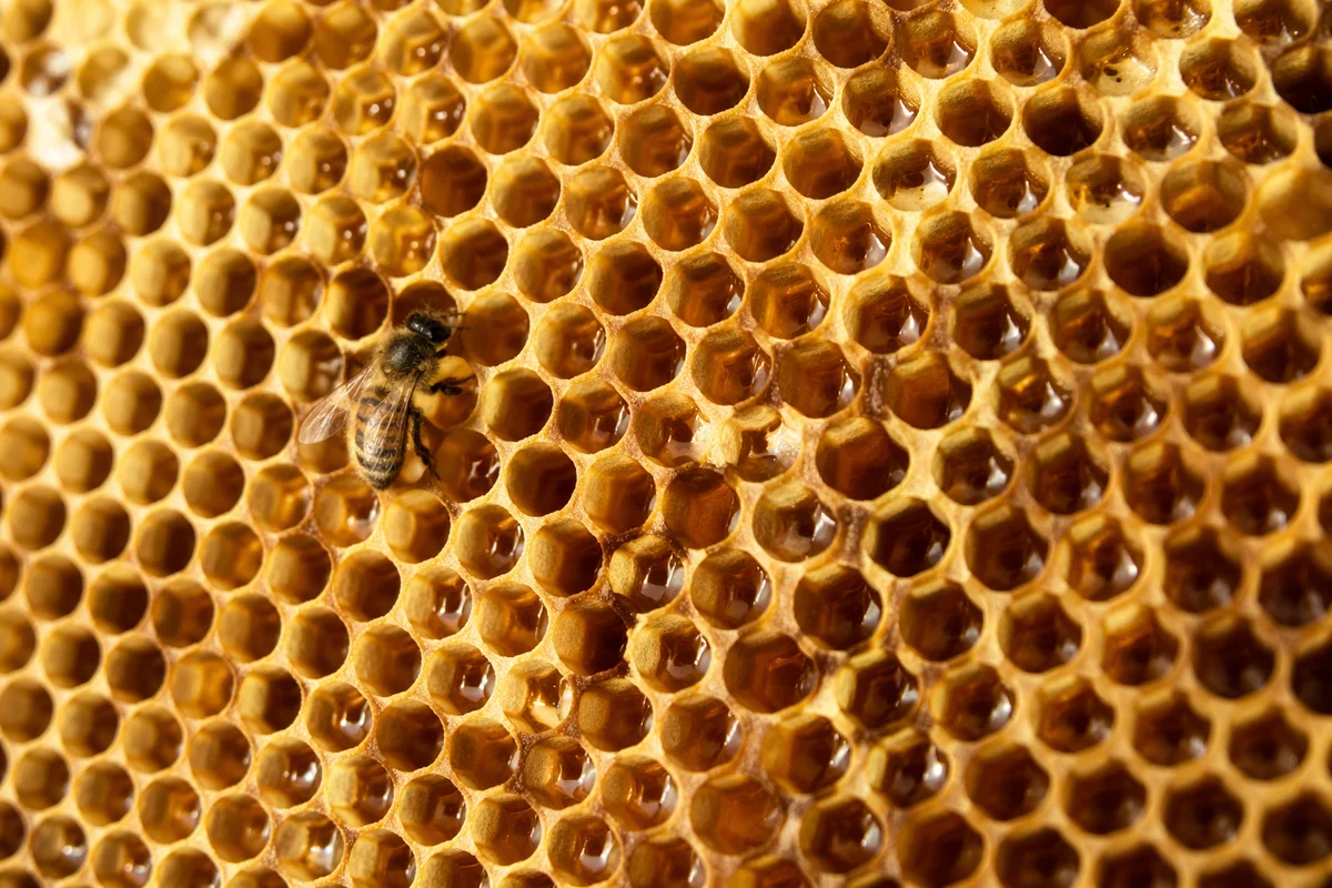 Golden Honeycomb Texture With Resting Bee