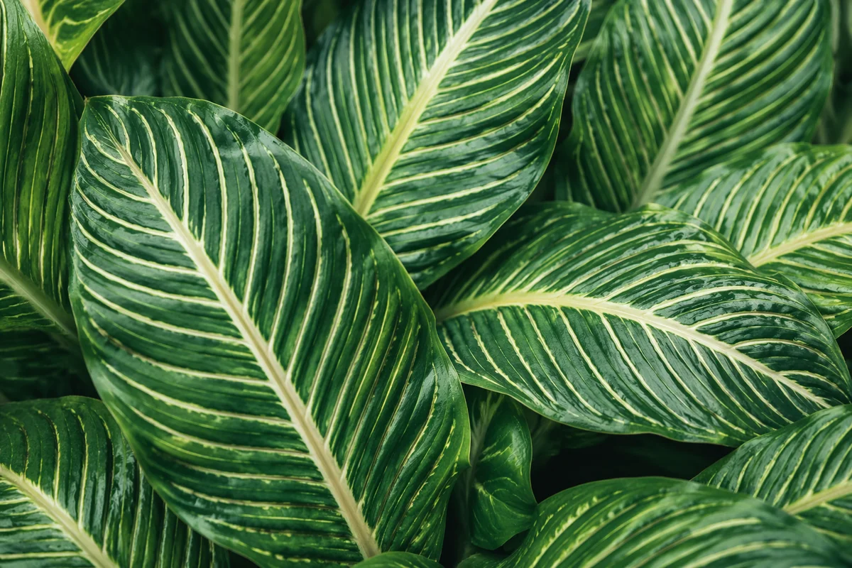 Lush Tropical Monstera Palm Leaf Pattern