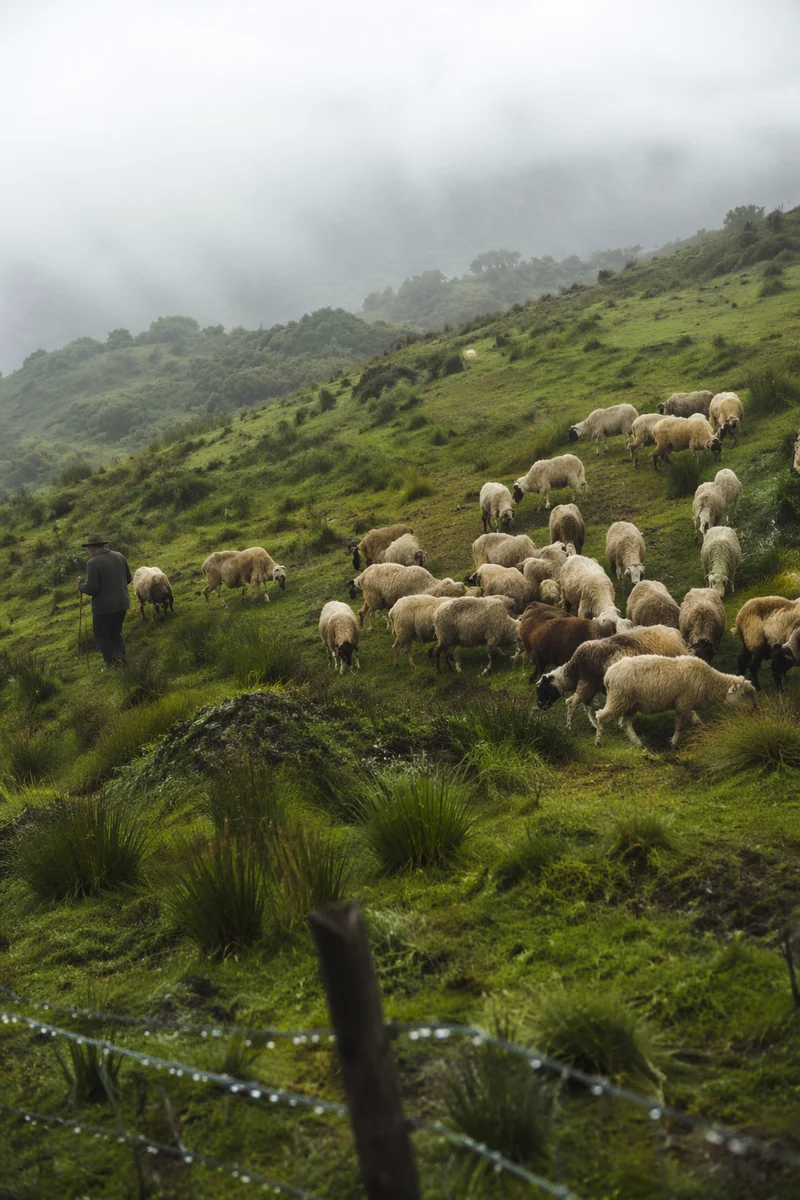 Shepherd and Sheep in Psalm Pasture