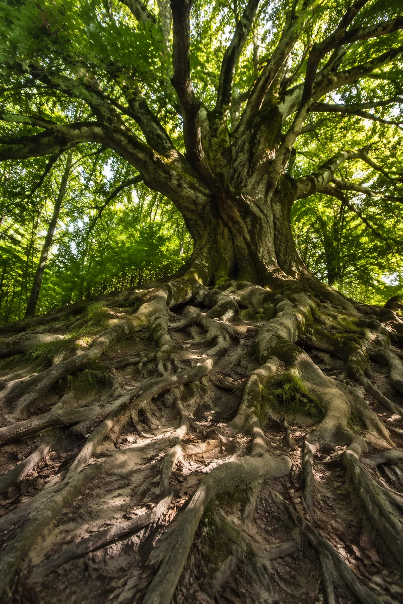 Ancient Tree Roots Symbolizing Faithfulness