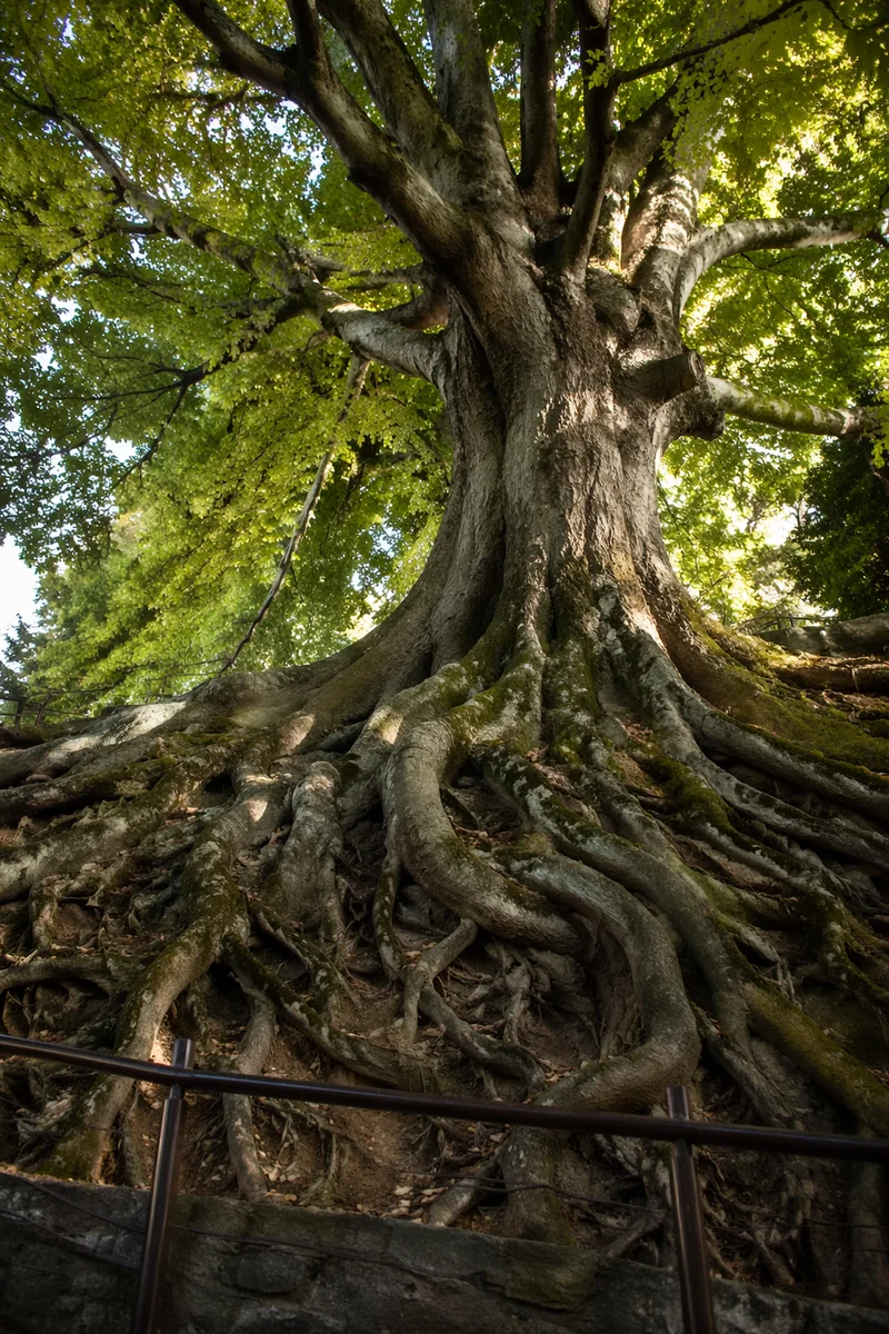 Ancient Tree Roots Symbolizing Faithful Endurance