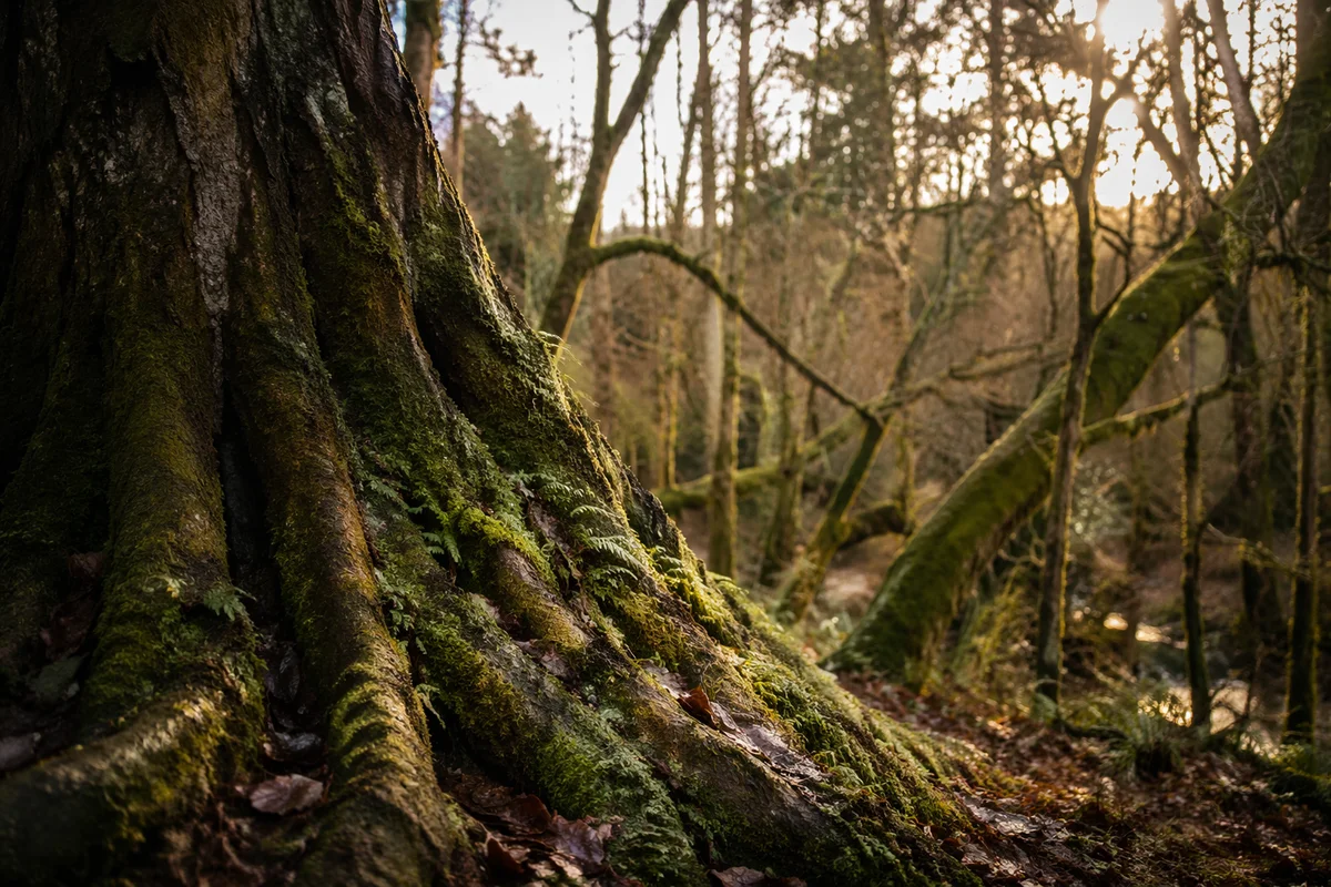Ancient Tree Roots of Faithfulness