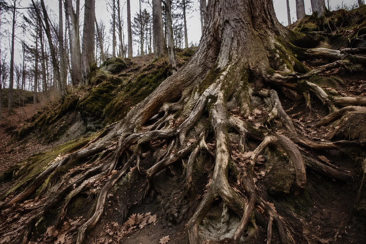 Faithful Ancient Tree With Deep Roots