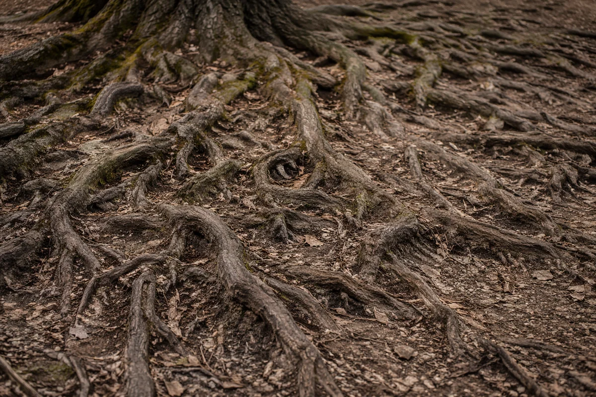Ancient Tree Roots Symbolizing Faithful Endurance
