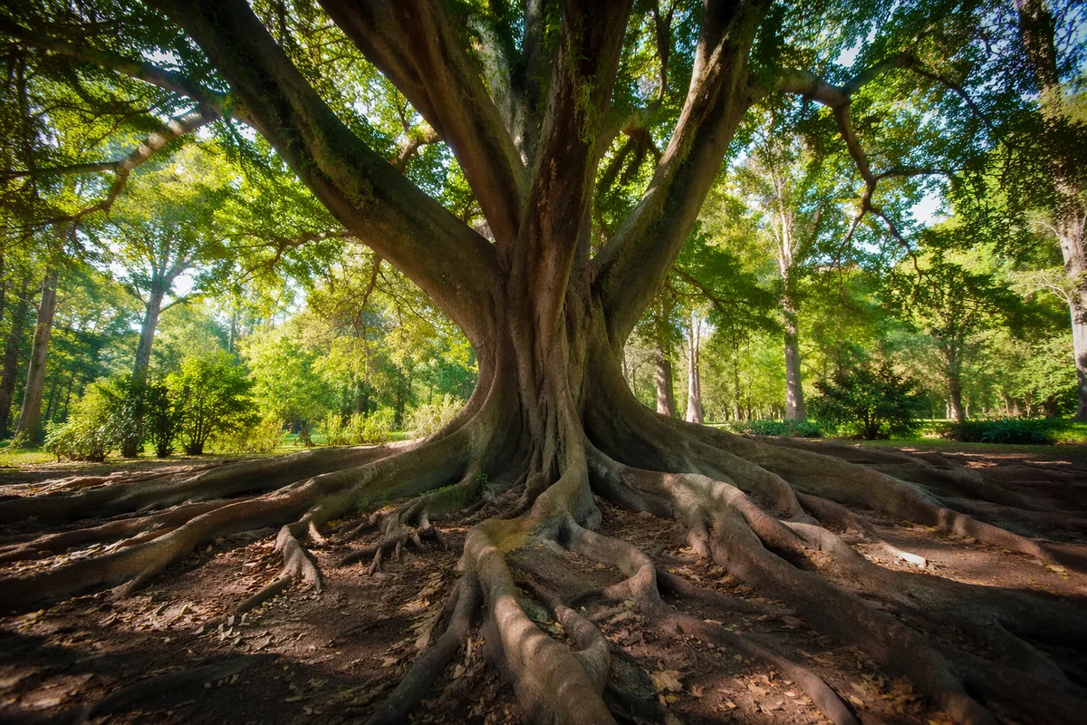 Faithful Ancient Tree With Deep Roots