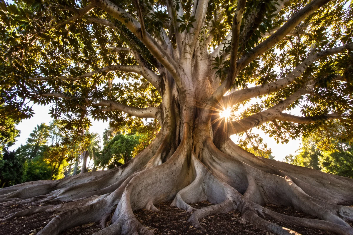 Faithful Ancient Tree With Deep Roots