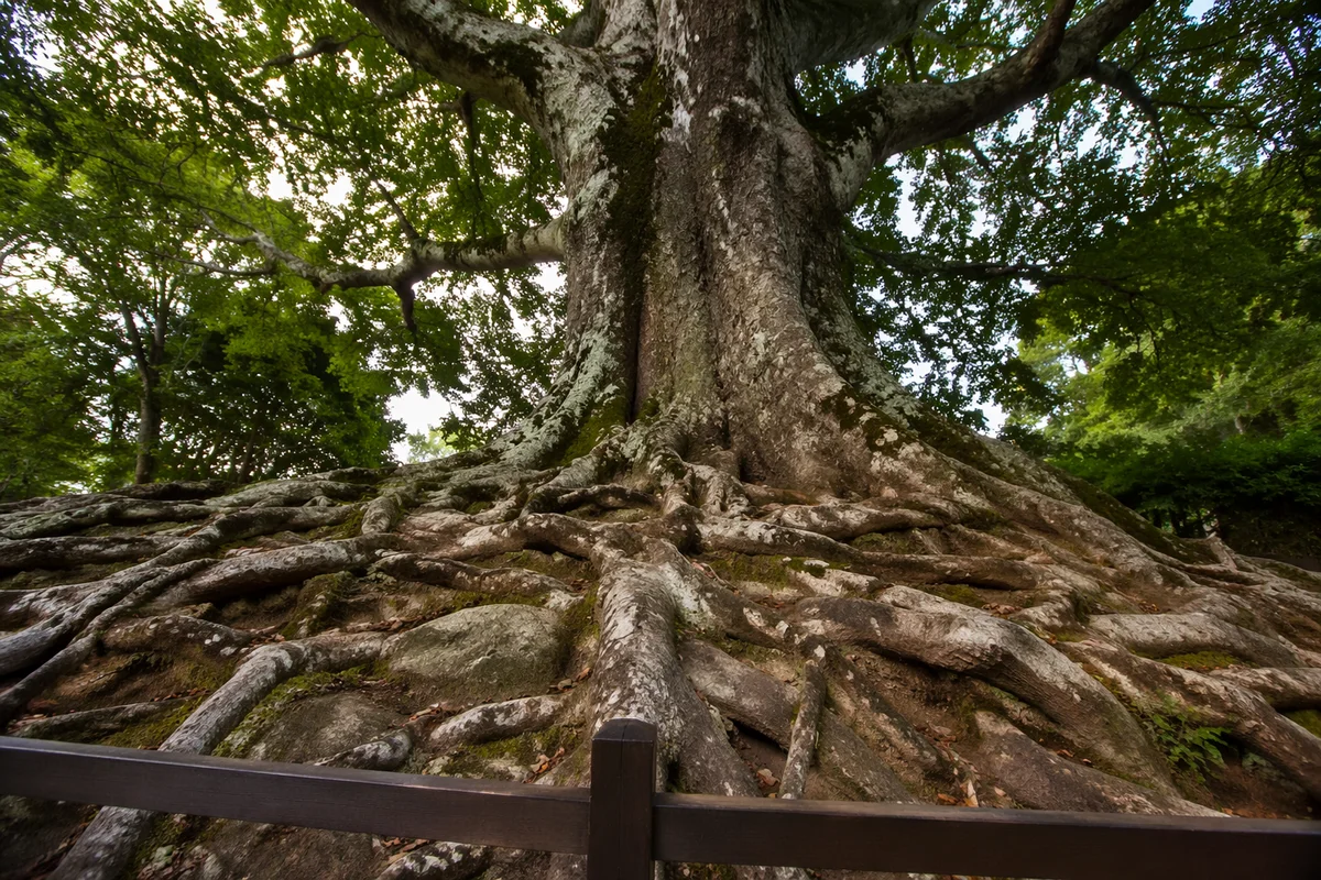 Ancient Tree Roots Symbolizing Steadfast Faithfulness