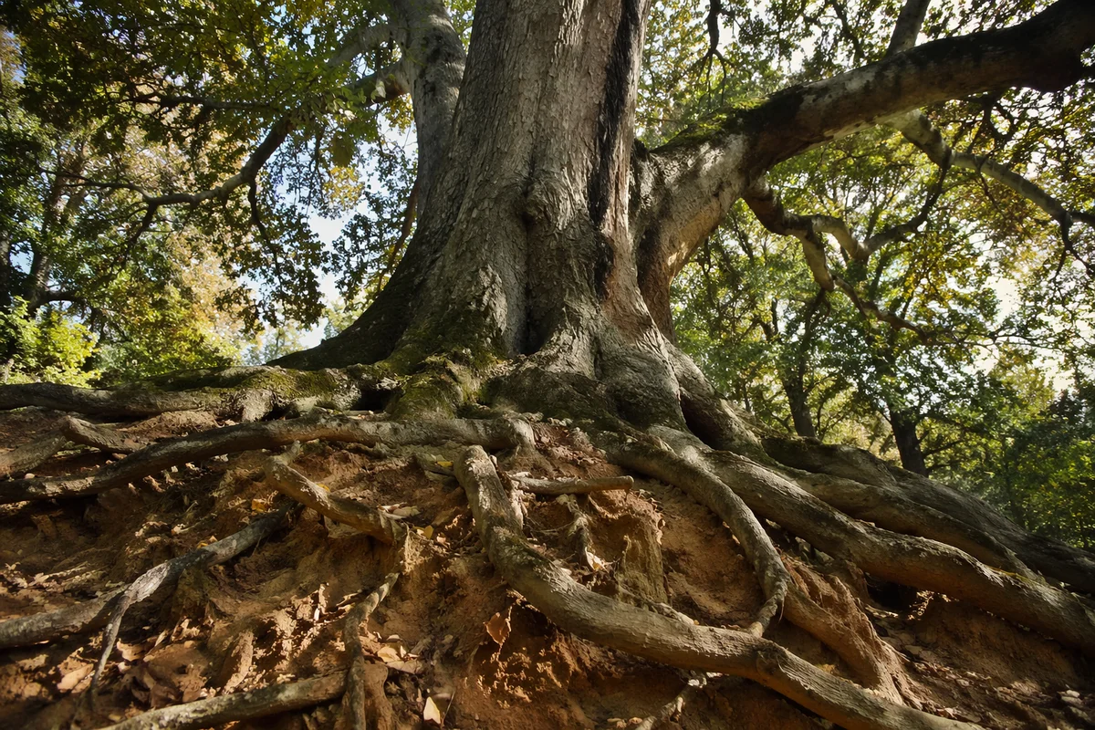 Faithful Ancient Tree With Deep Roots