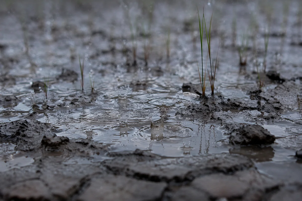 Grace Rain on Cracked Earth