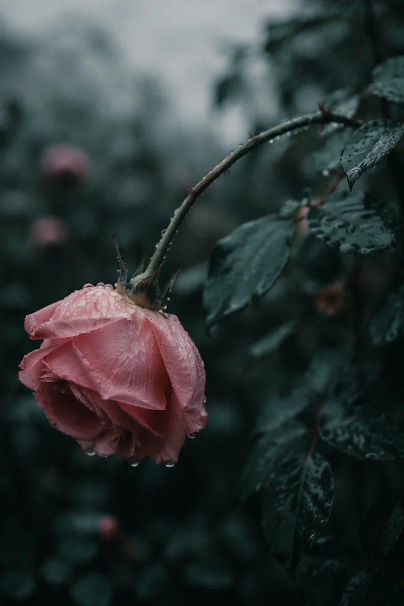 Wilting Pink Rose in Gentle Rain