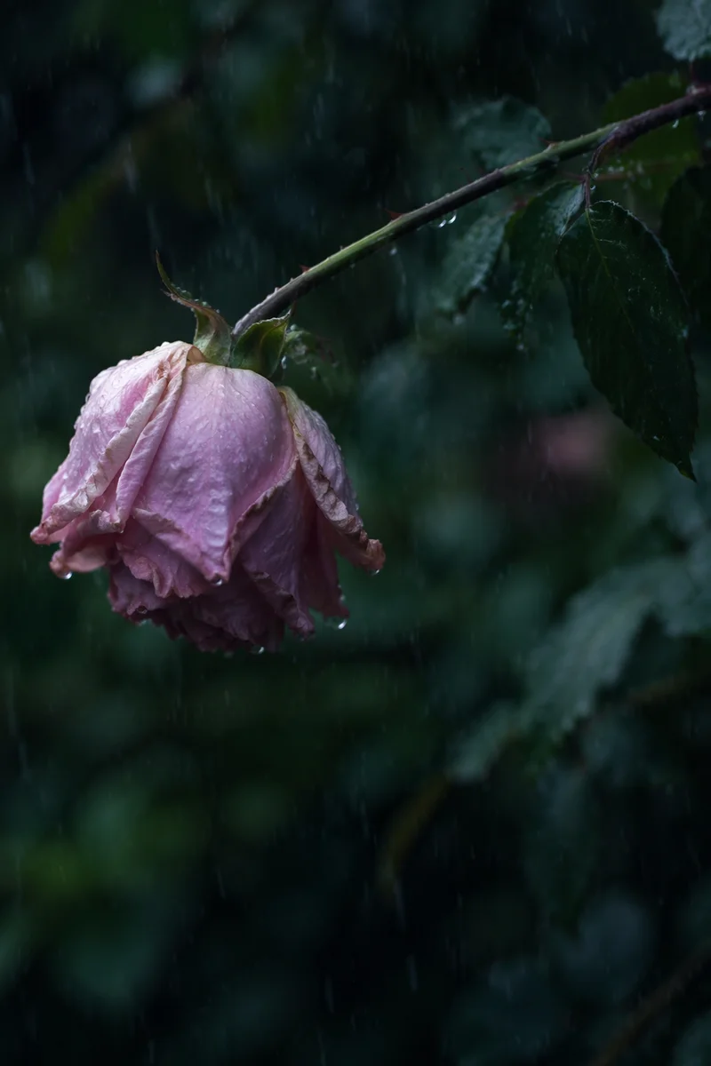 Wilting Pink Flower in Gentle Rain