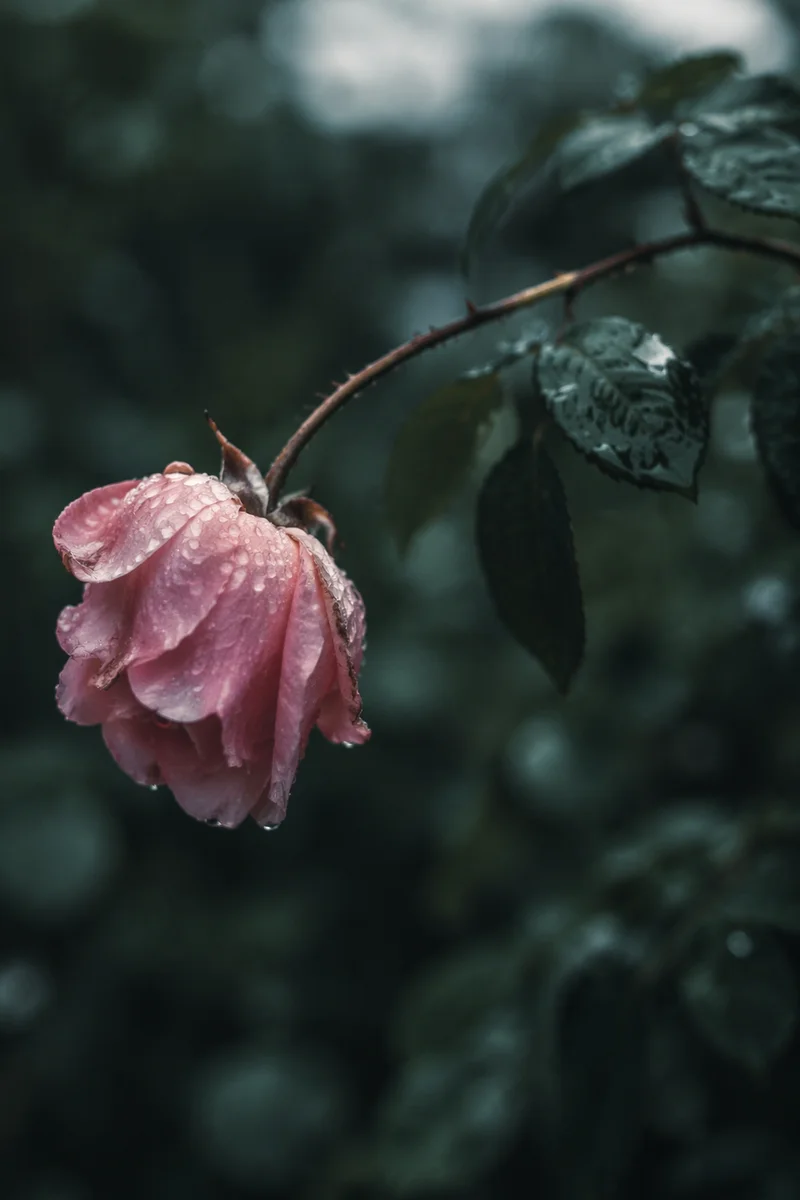 Wilting Pink Rose in Rain