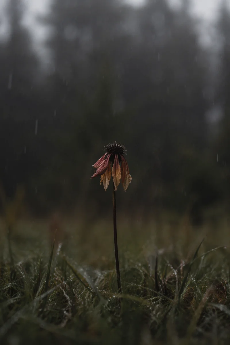 Grieving Wilting Flower in Rainy Meadow
