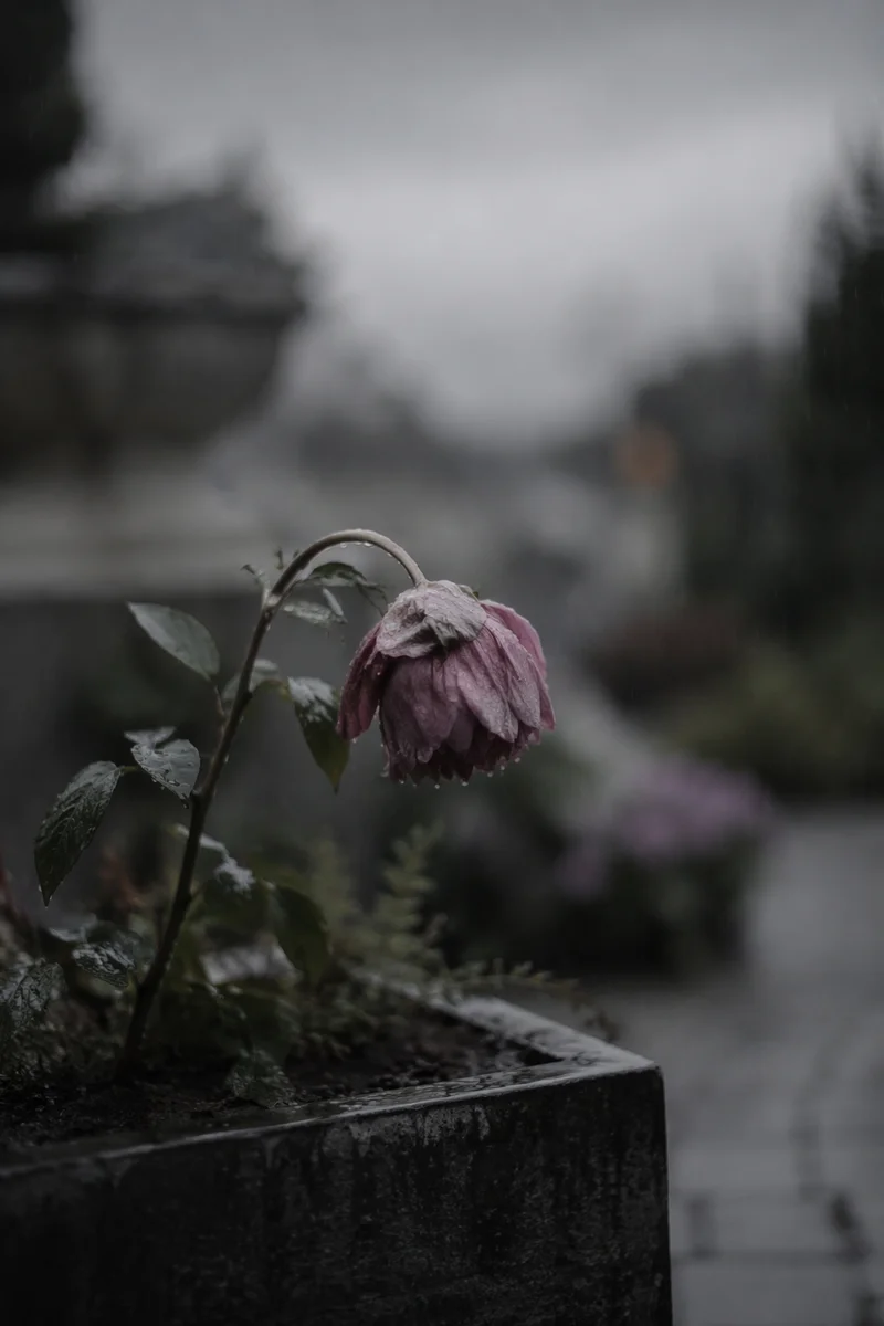 Single Wilting Flower in Rain