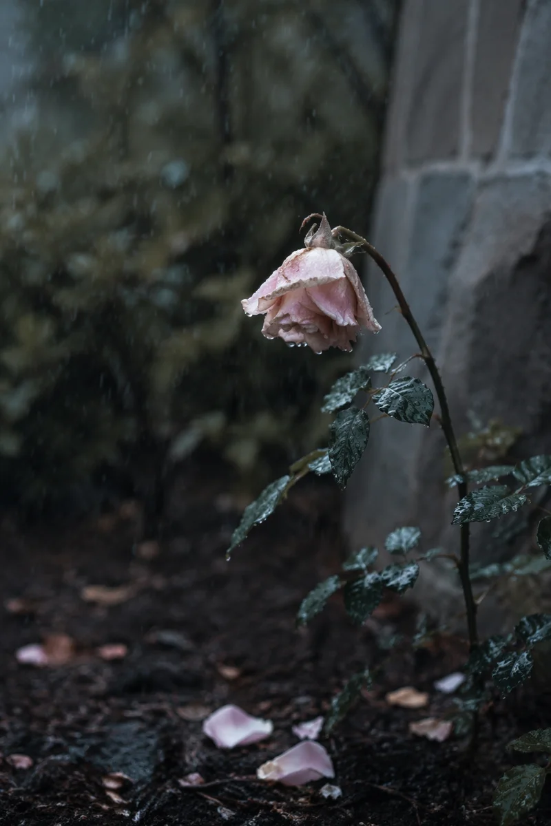 Wilting Pale Rose in Gentle Rain