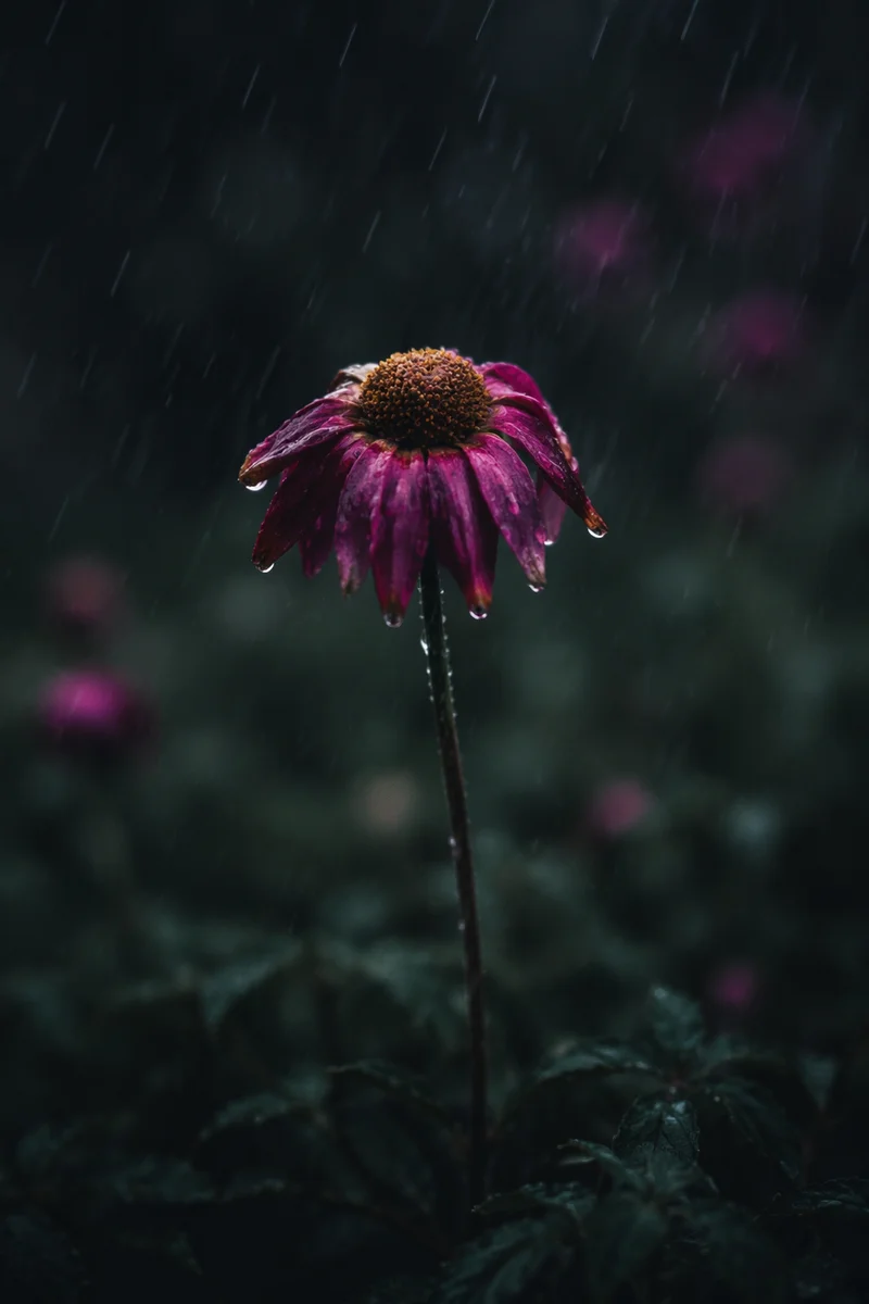 Wilting Flower in Rainful Grief