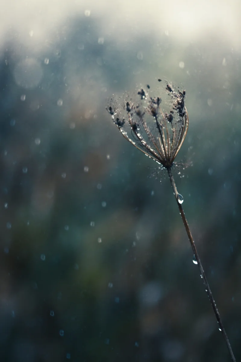 Wilting Wildflower in Cold Rain