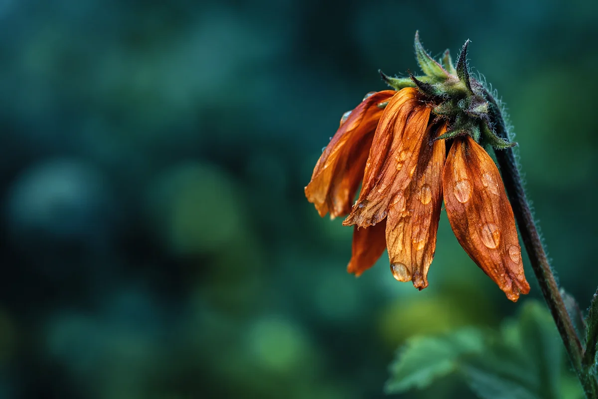Wilting Orange Flower in Rainy Solitude