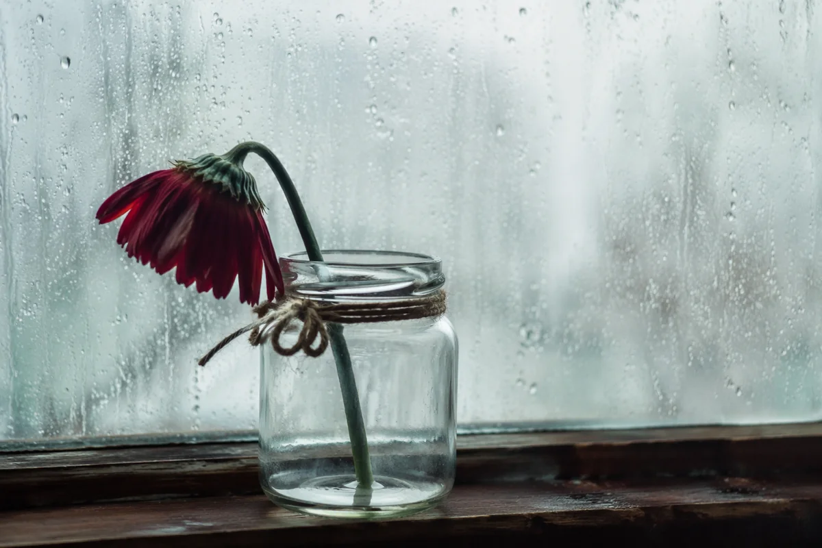Wilting Red Flower in Rainy Window