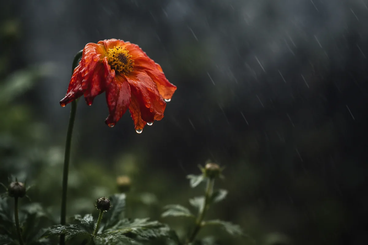 Wilting Orange Wildflower in Somber Rain