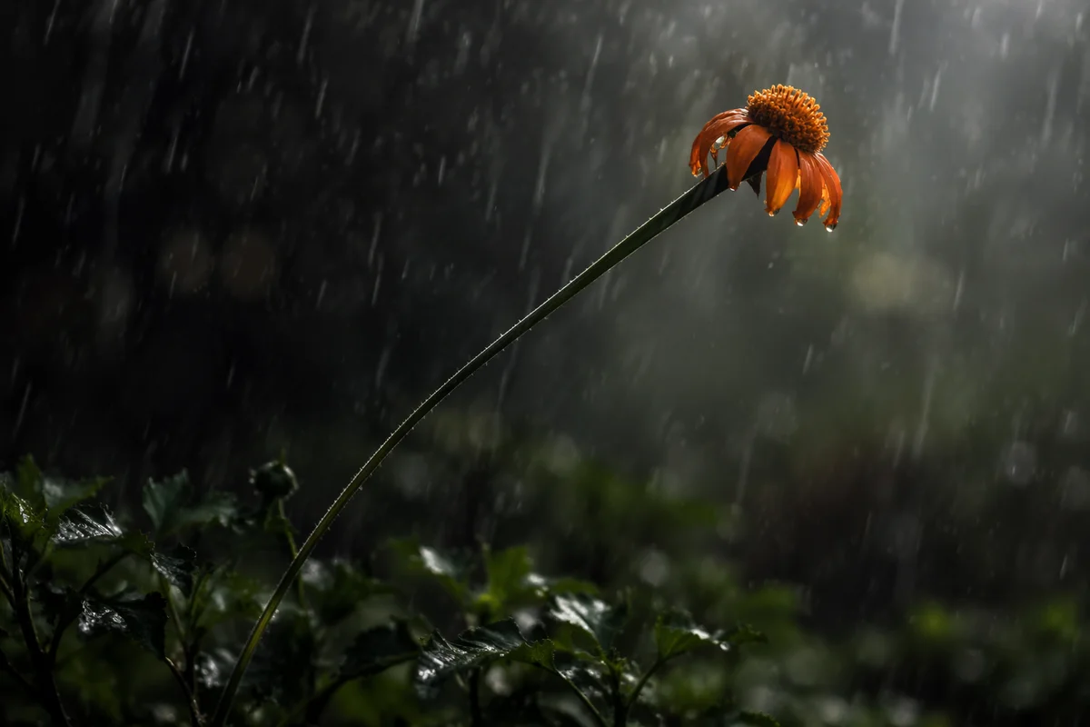 Wilting Orange Wildflower in Heavy Rain