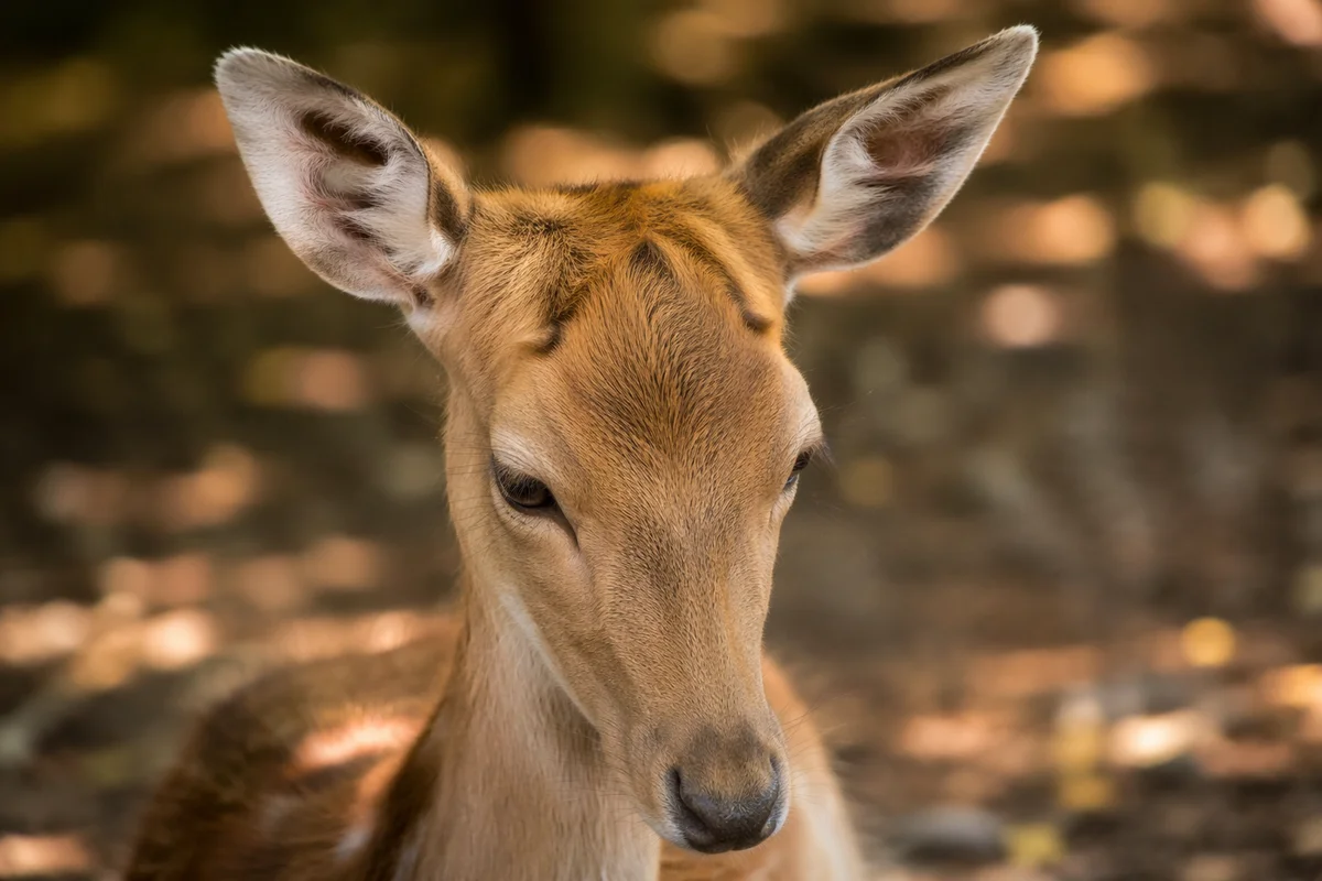 Humble Young Deer in Gentle Woodland Light