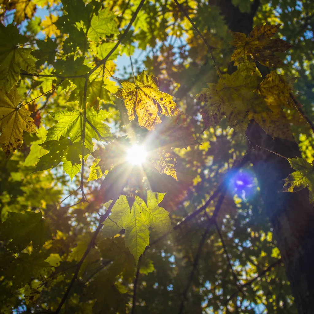 Joyful Sunlight Through Woodland Leaves