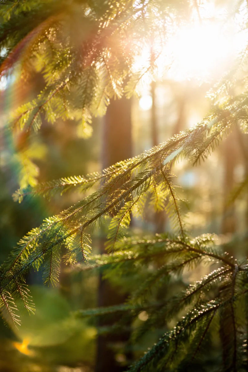 Joyful Morning Sunlight Through Evergreen Leaves