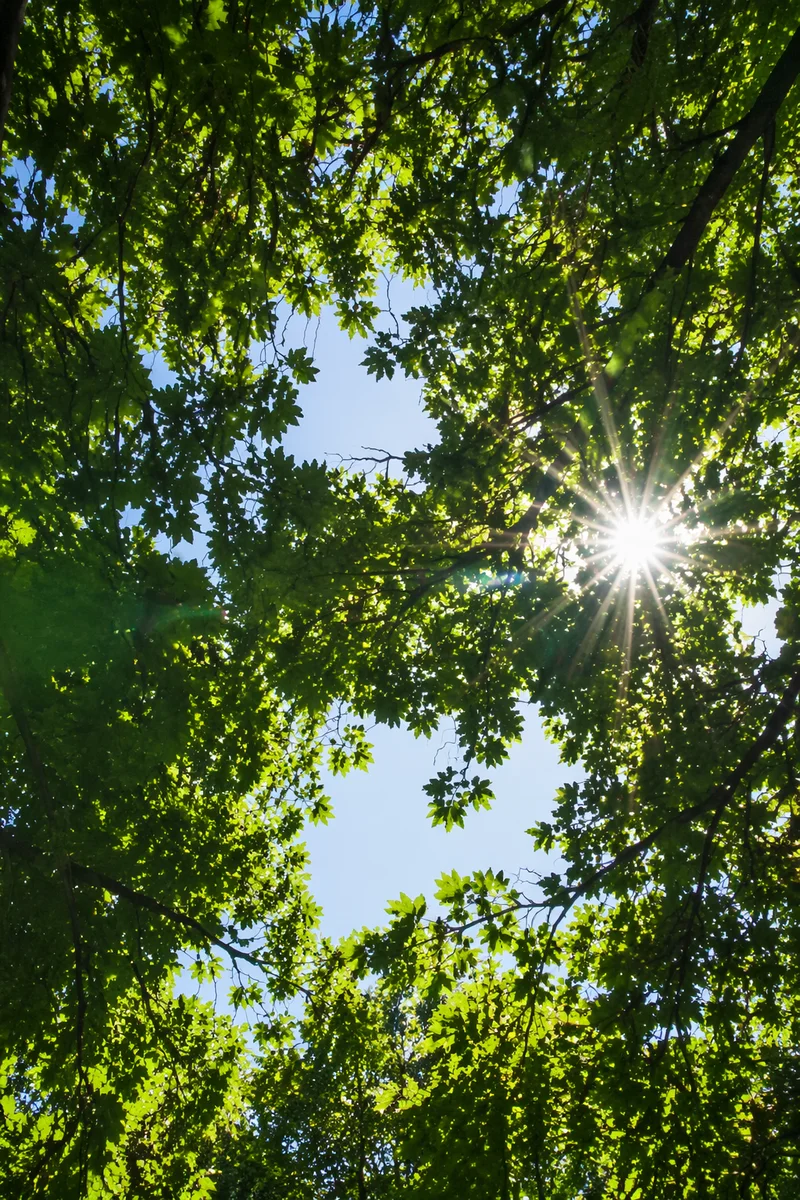 Joyful Sunlight Through Summer Leaves