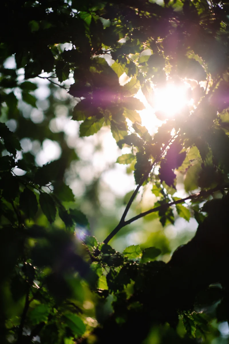 Joyful Sunlight Through Forest Leaves