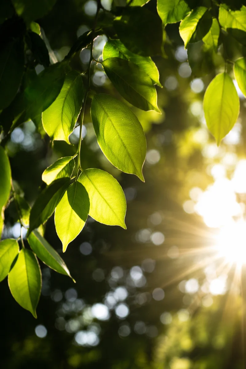 Joyful Sunlight Through Garden Leaves