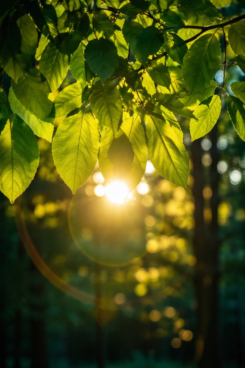 Joyful Sunlight Through Emerald Leaves