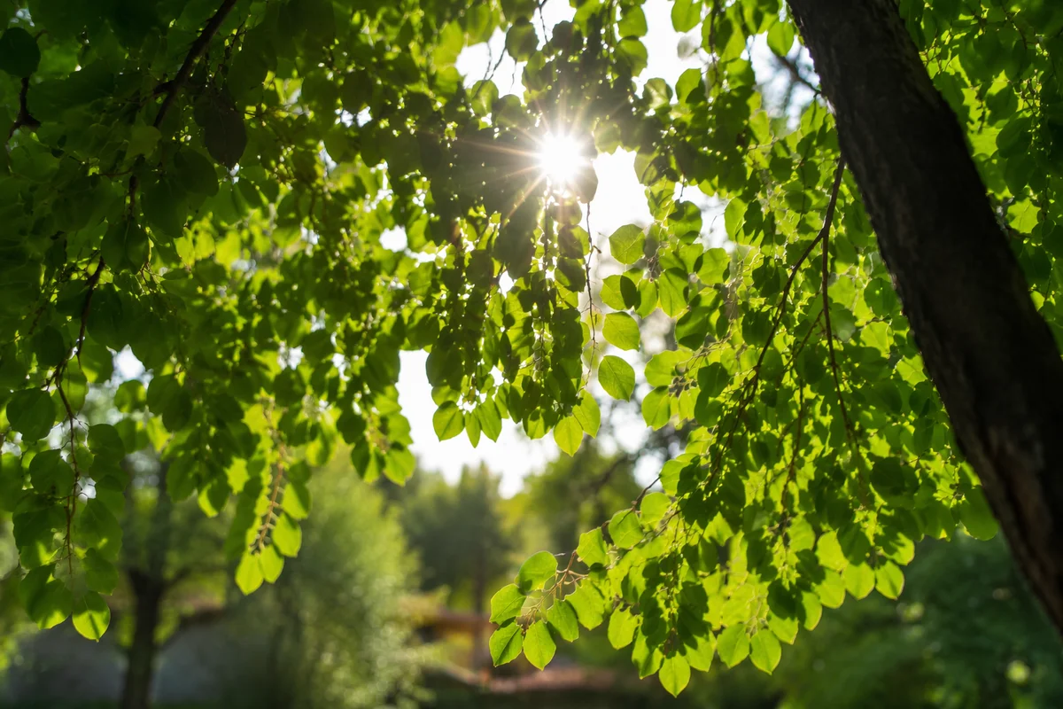 Joyful Sunlight Through Summer Leaves