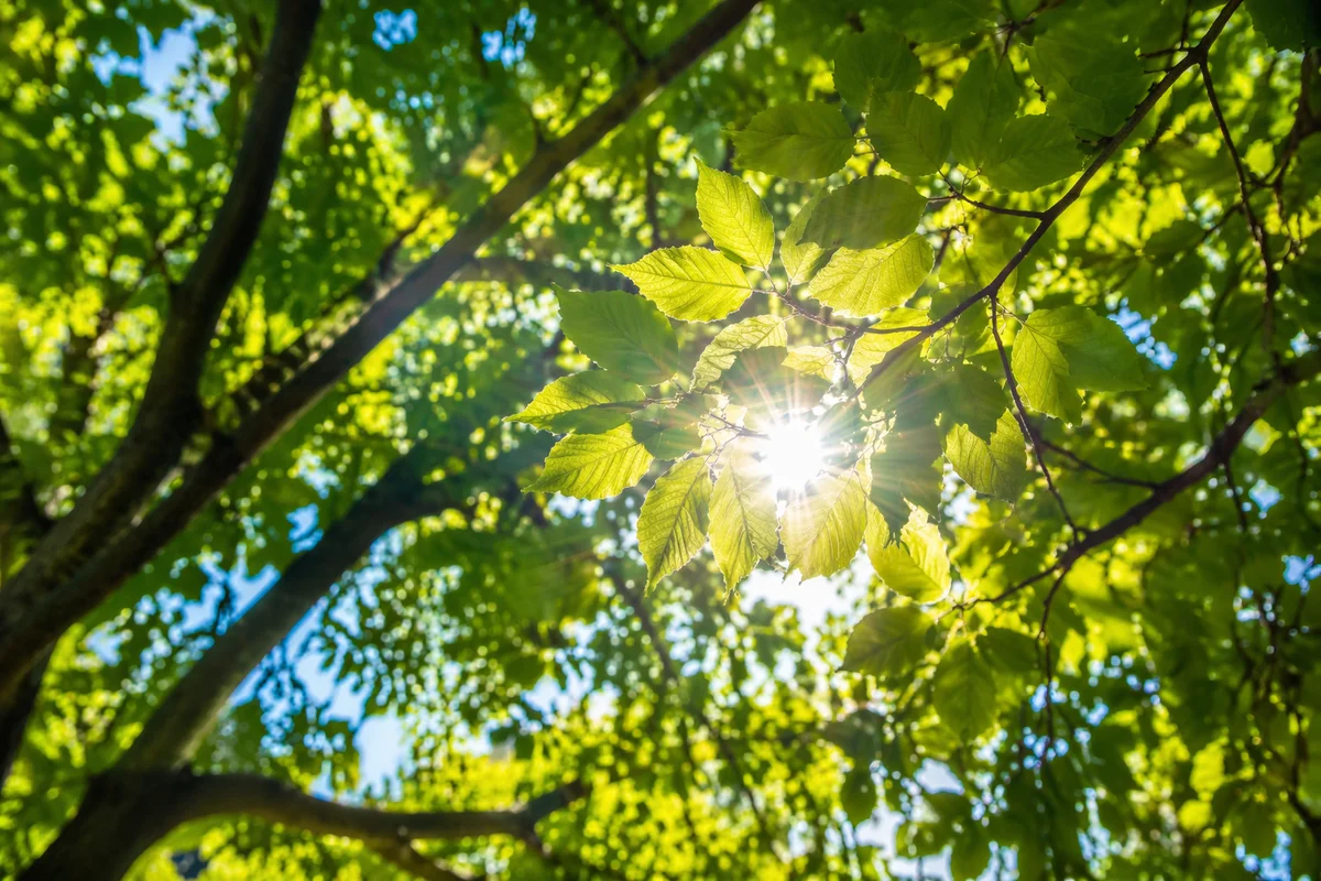 Joyful Sunlight Through Spring Leaves