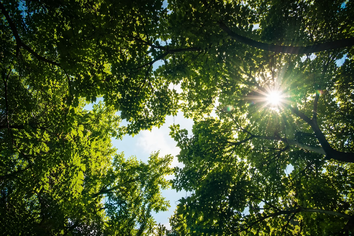 Joyful Sunlight Through Summer Leaves