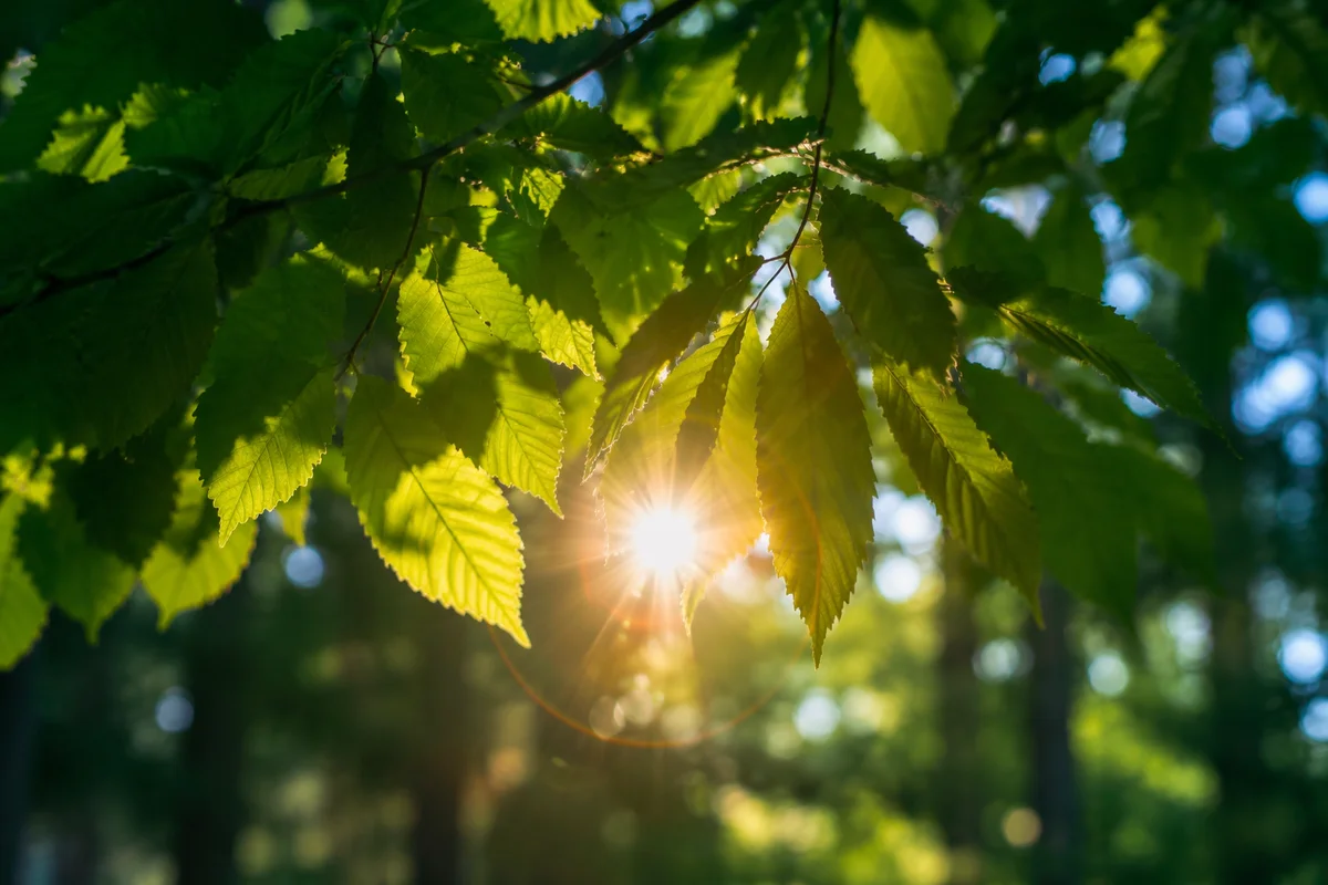 Joyful Morning Sunlight Through Emerald Leaves