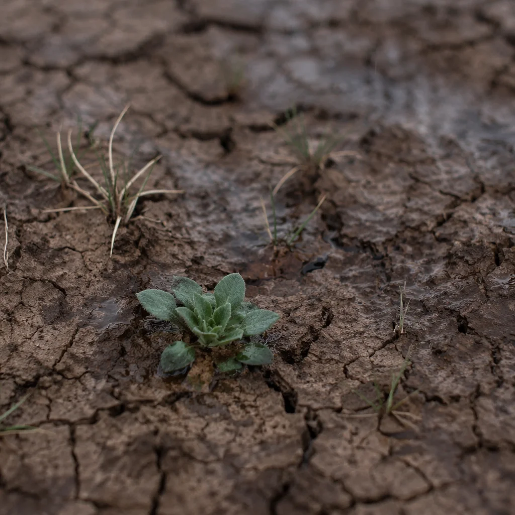 Gentle Mercy Rain on Cracked Soil