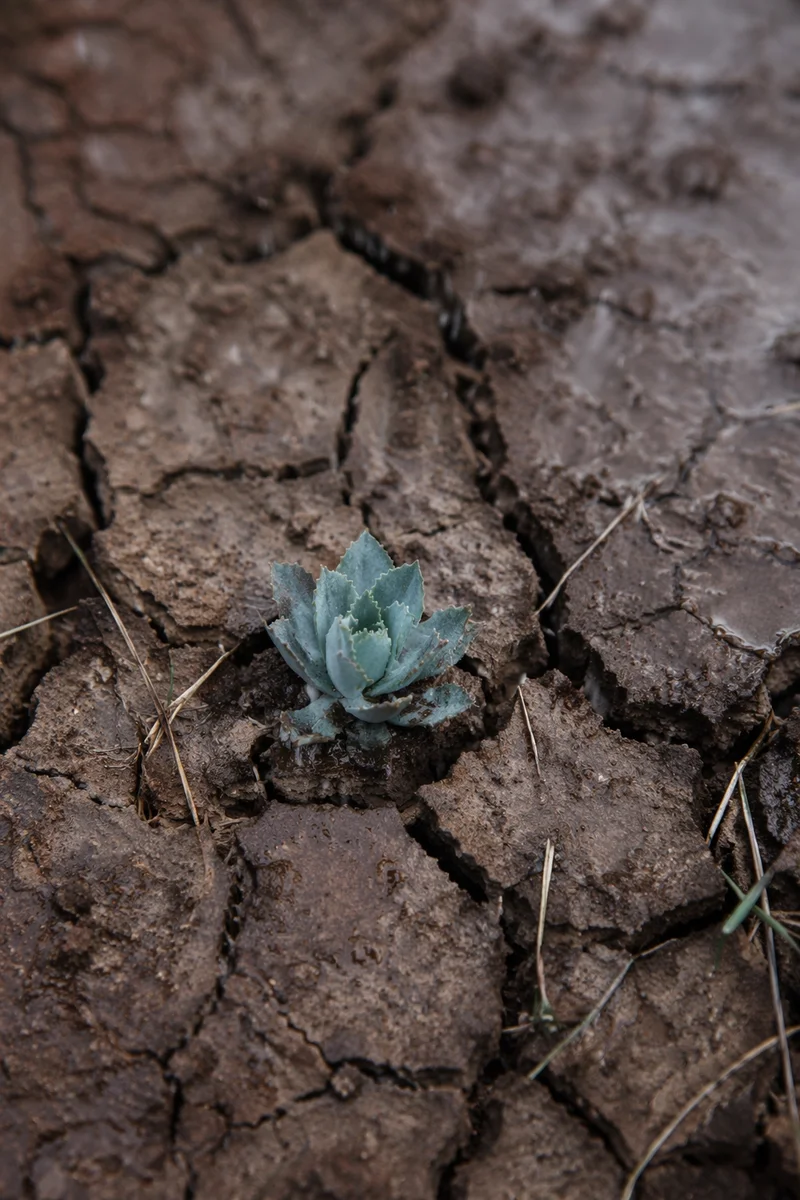 Gentle Rain of Mercy on Cracked Soil