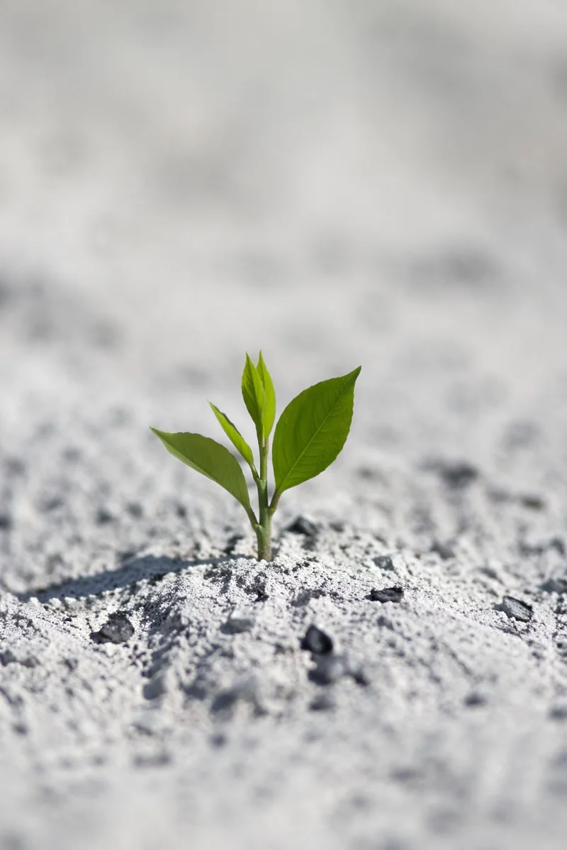 Green Shoot Rising From Ashes