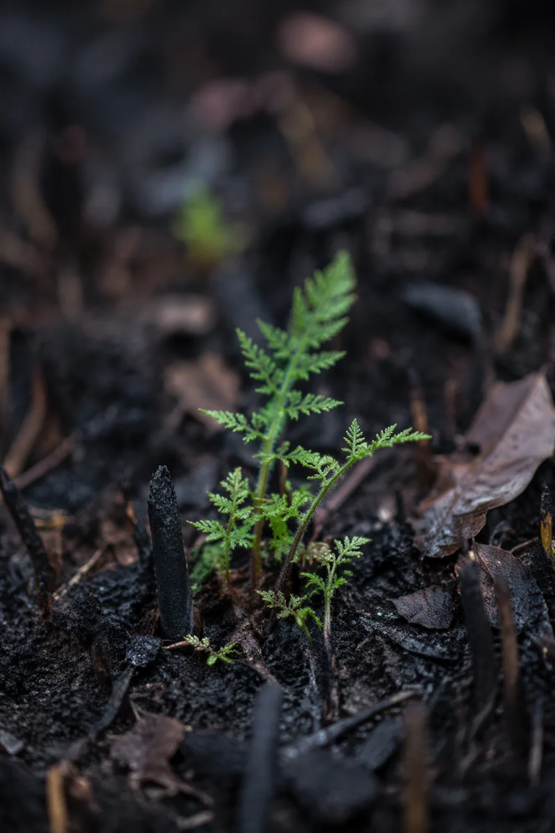 Fresh Green Shoot Rising From Ashes