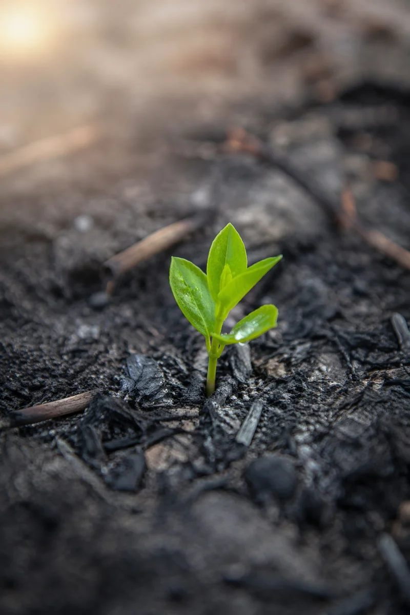 Fresh Green Shoot Rising From Ashes