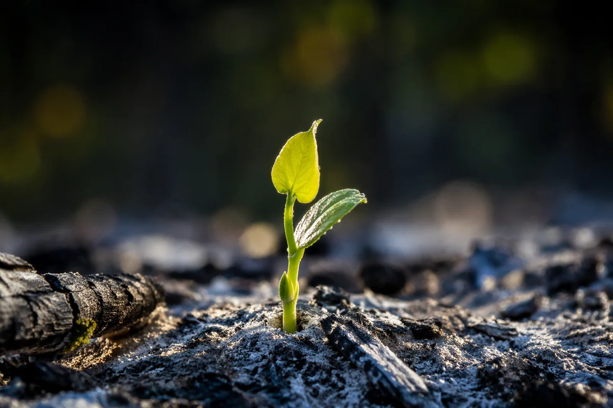 Green Shoot Rising From Ashes