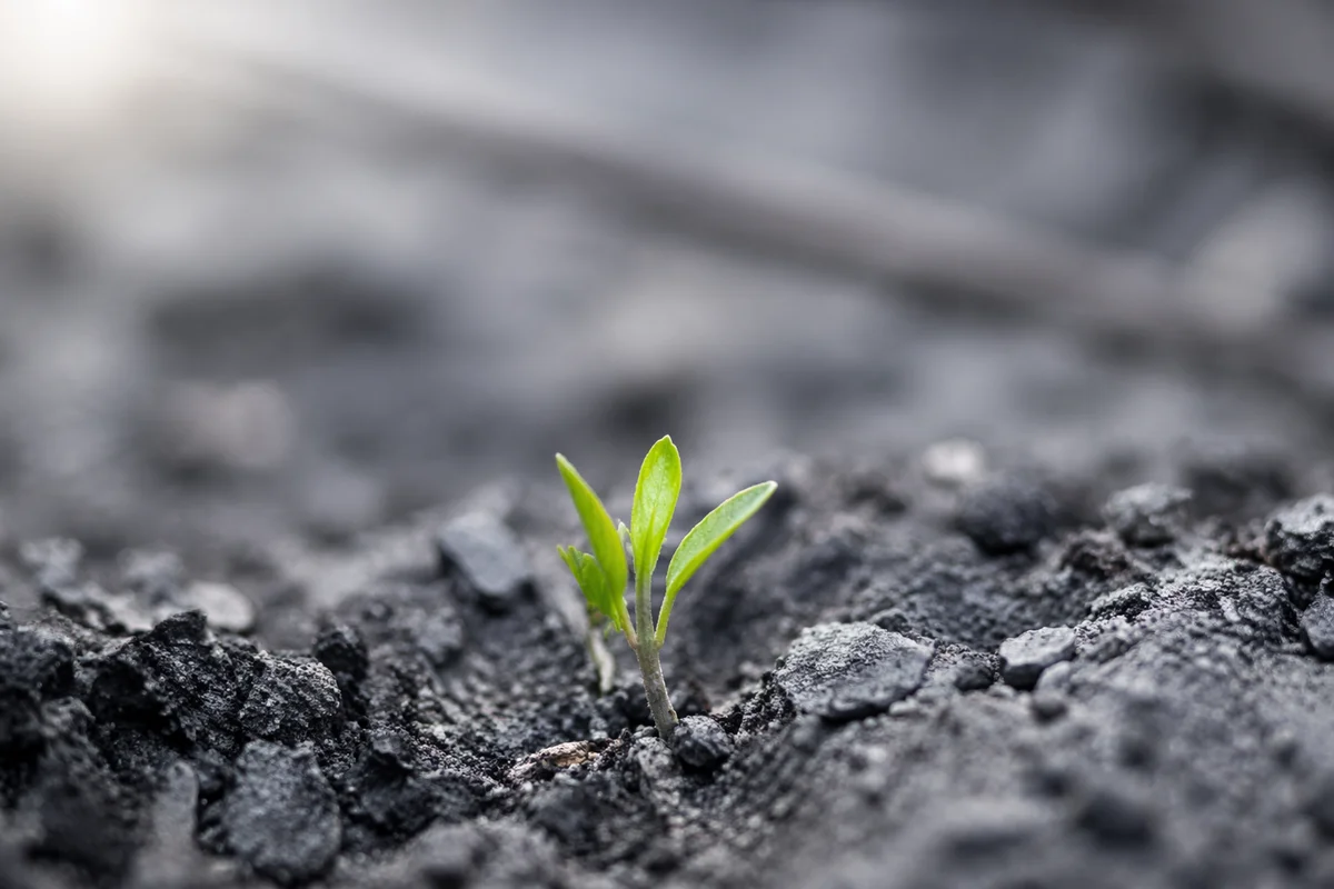 Green Shoot Rising From Ashes