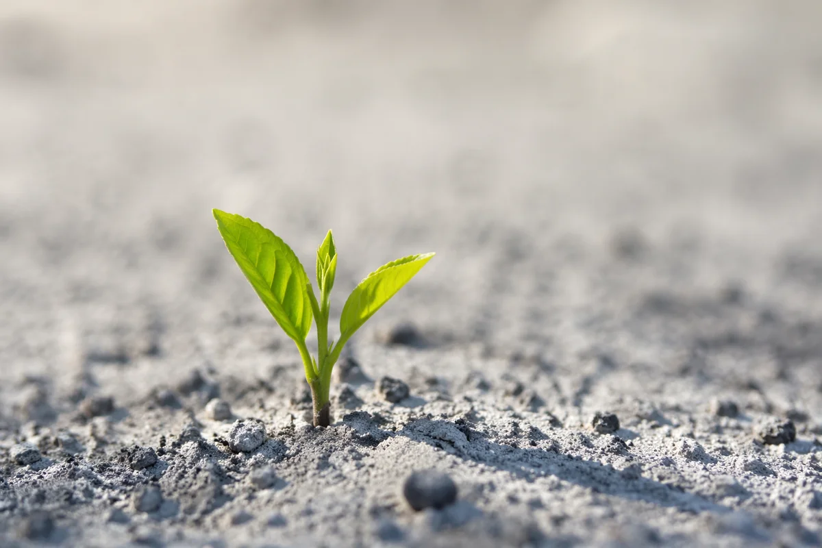 Green Shoot Rising from Ashes
