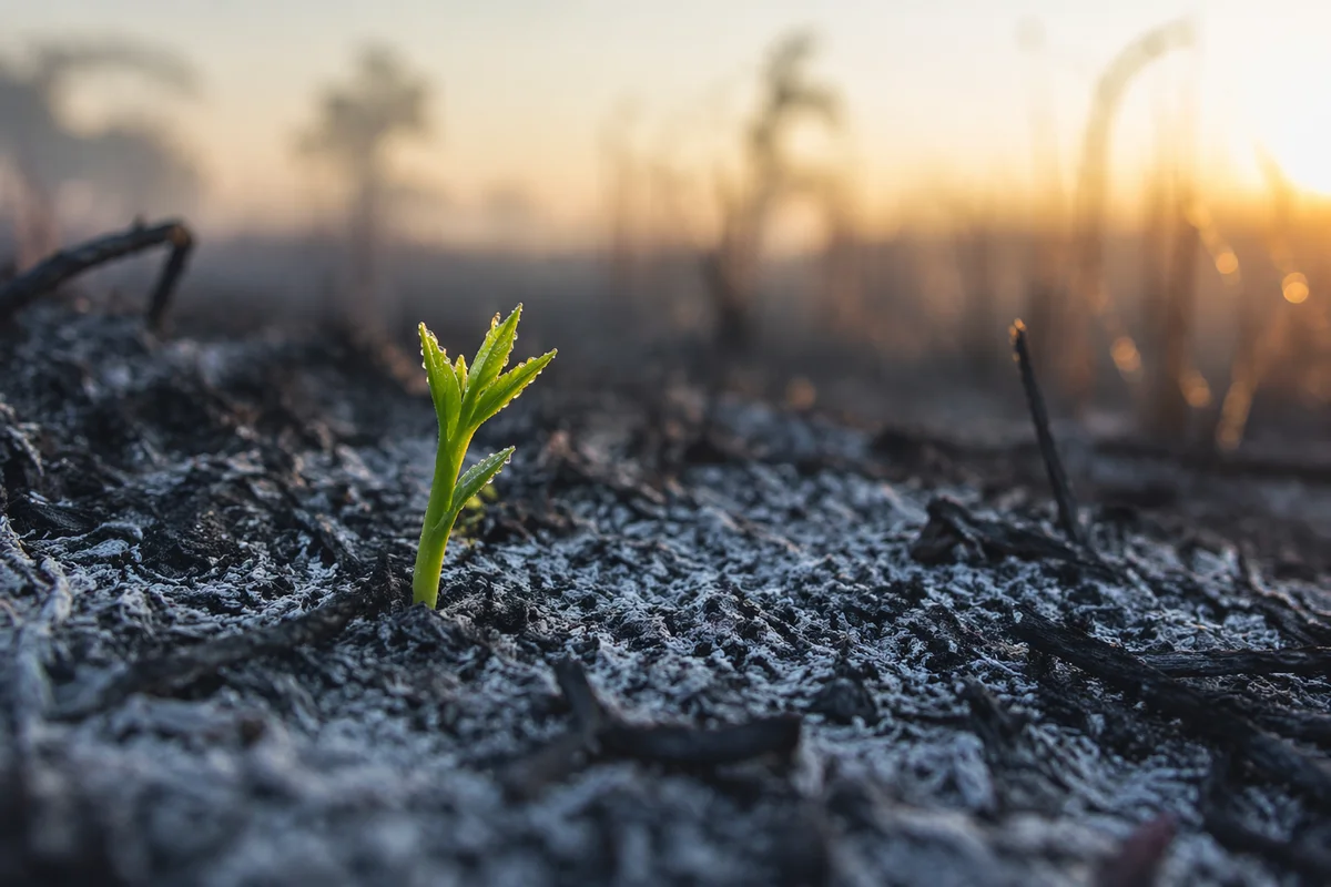 Fresh Green Shoot Rising from Ashes