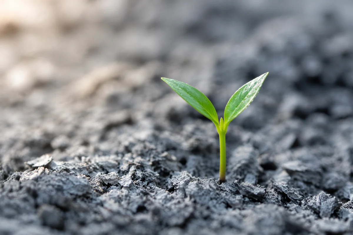 Green Shoot Emerging from Soft Ashes